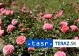 V Krupine revitalizujú Geschwindovu záhradu ruží
