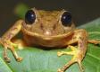Nový druh žaby z panamskej džungle dostal meno po aktivistke Thunbergovej