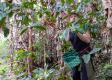 Výnimočná káva z pralesa v Hondurase chutí aj Slovákom. Zberač dostane za košík tri doláre