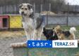 Do útulku v Moldave nad Bodvou previezli 21 túlavých psov