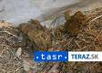 Počet migrujúcich žiab v Nízkych Tatrách oproti vlaňajšku klesol