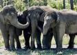 Slony v Zimbabwe tento rok zabili už 60 ľudí: Vláda zvažuje radikálne riešenie