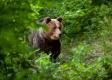 Útok medveďa na turistov pod Poľanou má vážne následky