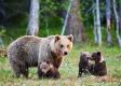 Objavuje sa čoraz viac útokov medveďa: Liptovský Hrádok podnikol prvé kroky