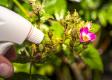 Koszmar ogrodnika – mszyca różana. Jak się jej szybko pozbyć?