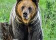 Budaj pripustil reguláciu medveďa, čaká sa na sčítanie populácie
