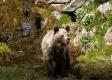 Na filmára zaútočil v tatranskej doline medveď