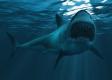 Obrovská tragédia v obľúbenom letovisku Slovákov: Žralok smrteľne zranil turistku z Rakúska