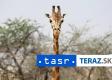 VZÁCNY PRÍRASTOK: V Keni sa narodili dvojčatá žirafy masajskej