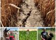 Do trhlín v pôde vopchám celú ruku, opisuje farmár zo Zemplína extrémne sucho (reportáž)