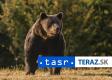 Medveď prišiel na dvor domu v Kľačne, polícia vyzýva na opatrnosť