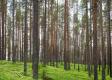 Rottneros z grupy Arctic Paper kończy produkcję celulozy drzewnej