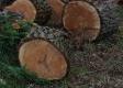 Rumunsko bojuje proti nelegálnej ťažbe dreva