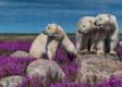 Ľadové medvede vo fialových kvetoch. Fotograf Martin Greguš s nimi strávil 33 dní