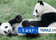Taiwan pozval čínskych veterinárov k umierajúcej pande