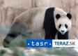 Zomrel symbol dobrých vzťahov s Čínou - panda Tchuan Tchuan