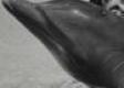 Vedecký experiment, ktorý sa zvrhol: Delfín sa zaľúbil do svojej učiteľky! Žena s ním mala SEX