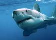 Žralok neznámeho druhu zabil v Austrálii 16-ročné dievča plávajúce v rieke