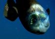 Má priehľadnú hlavu a zelené oči. Vedci natočili nezvyčajnú hlbokomorskú rybu