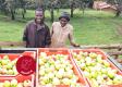 Na začiatku bola podvýživa detí a drahé jablká z dovozu. Ako pomôcť farmárom v Tanzánii